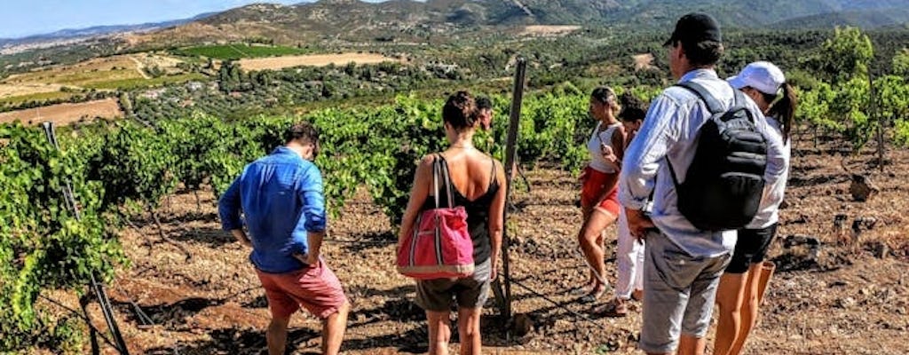Tour per piccoli gruppi con brunch e degustazione di vini da Cagliari