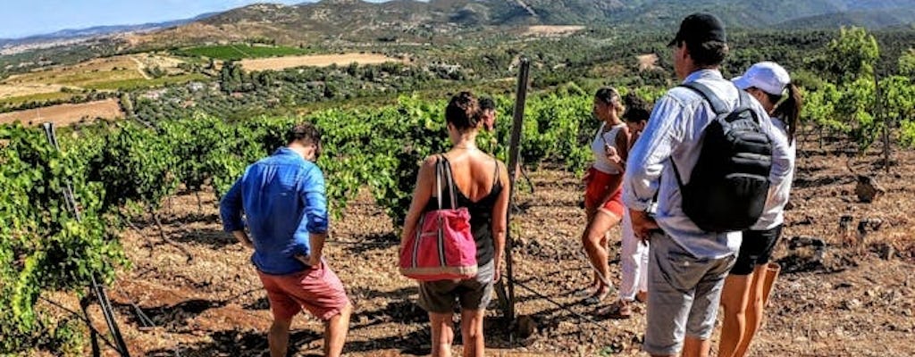 Small Group Tour with Brunch and Wine Tasting from Cagliari