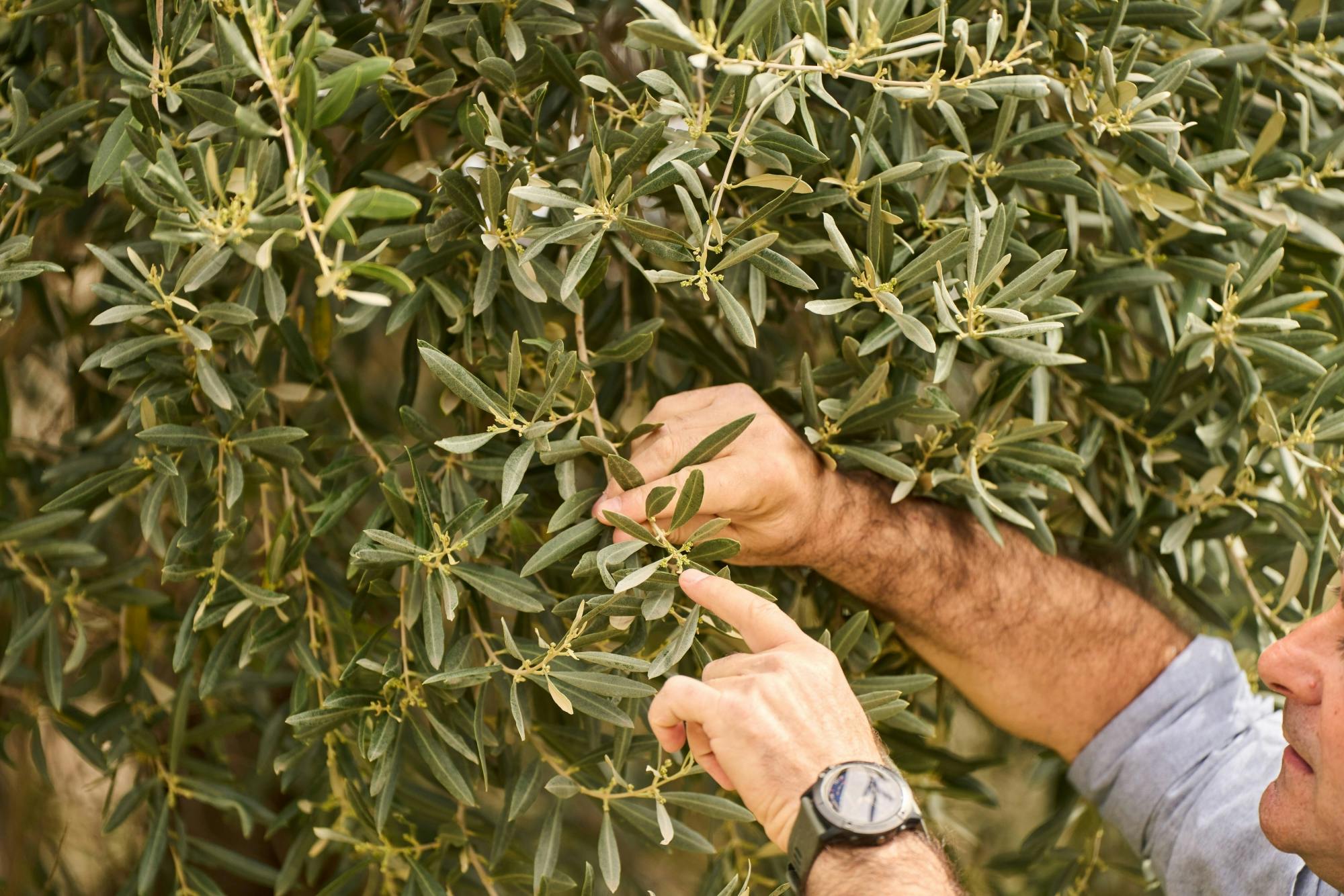 Nat Geo Day Tour: Die tausendjährige Geschichte des Olivenöls
