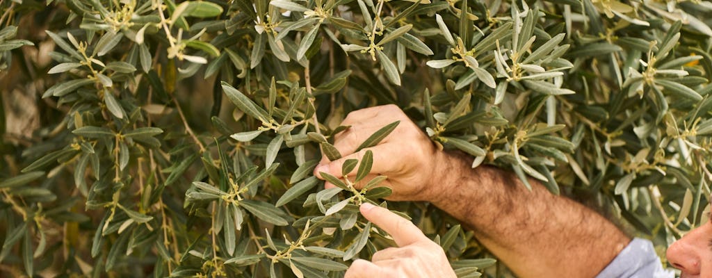 Nat Geo Day Tour: Die tausendjährige Geschichte des Olivenöls