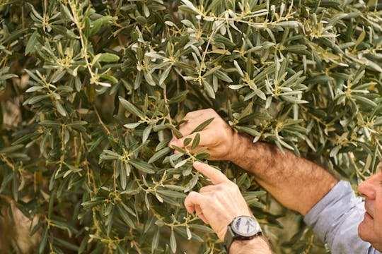 Nat Geo Day Tour: Olivenoliens tusindårige historie