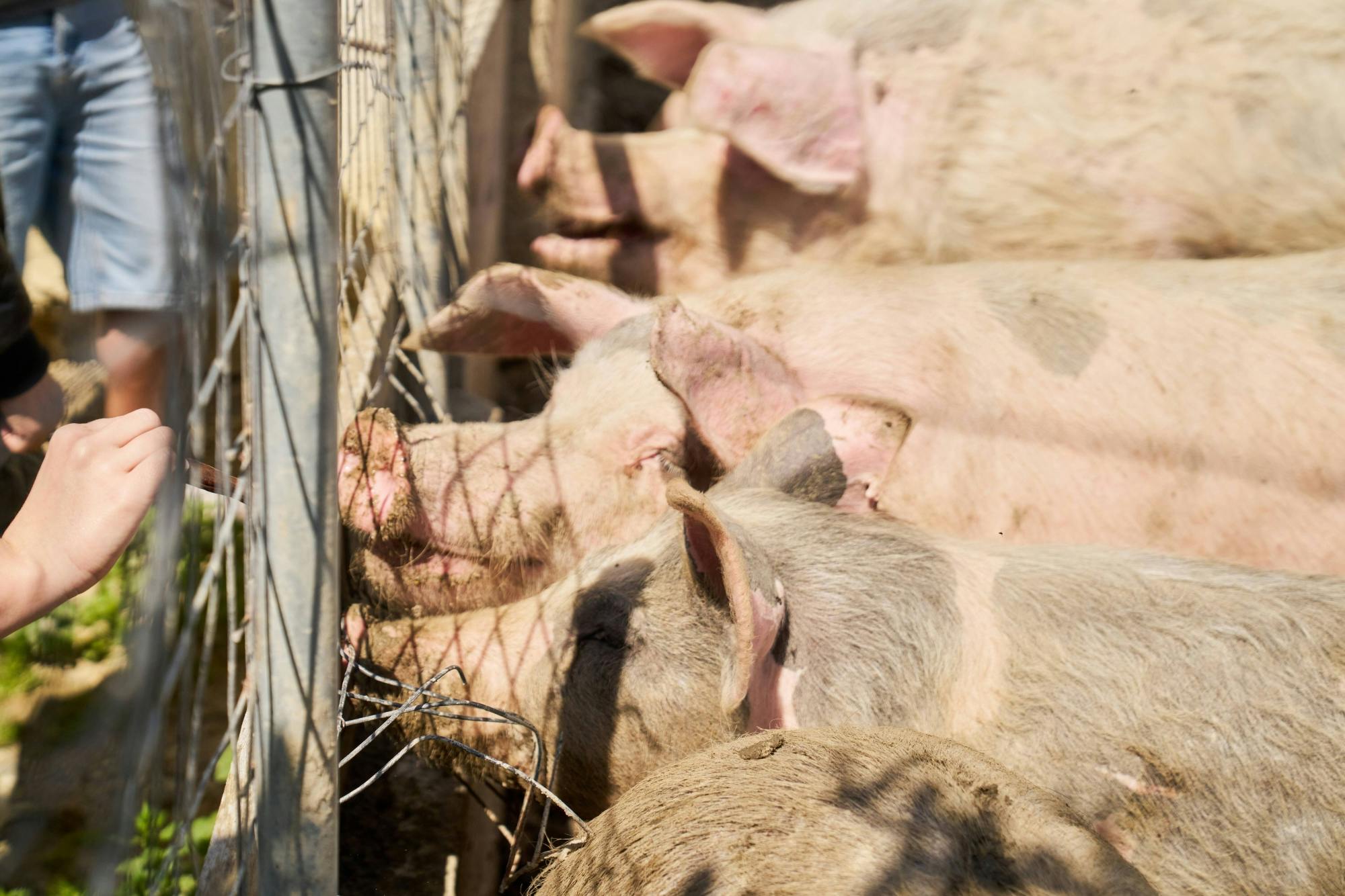 Nat Geo Day Tour: Discover Cretan Farm Life