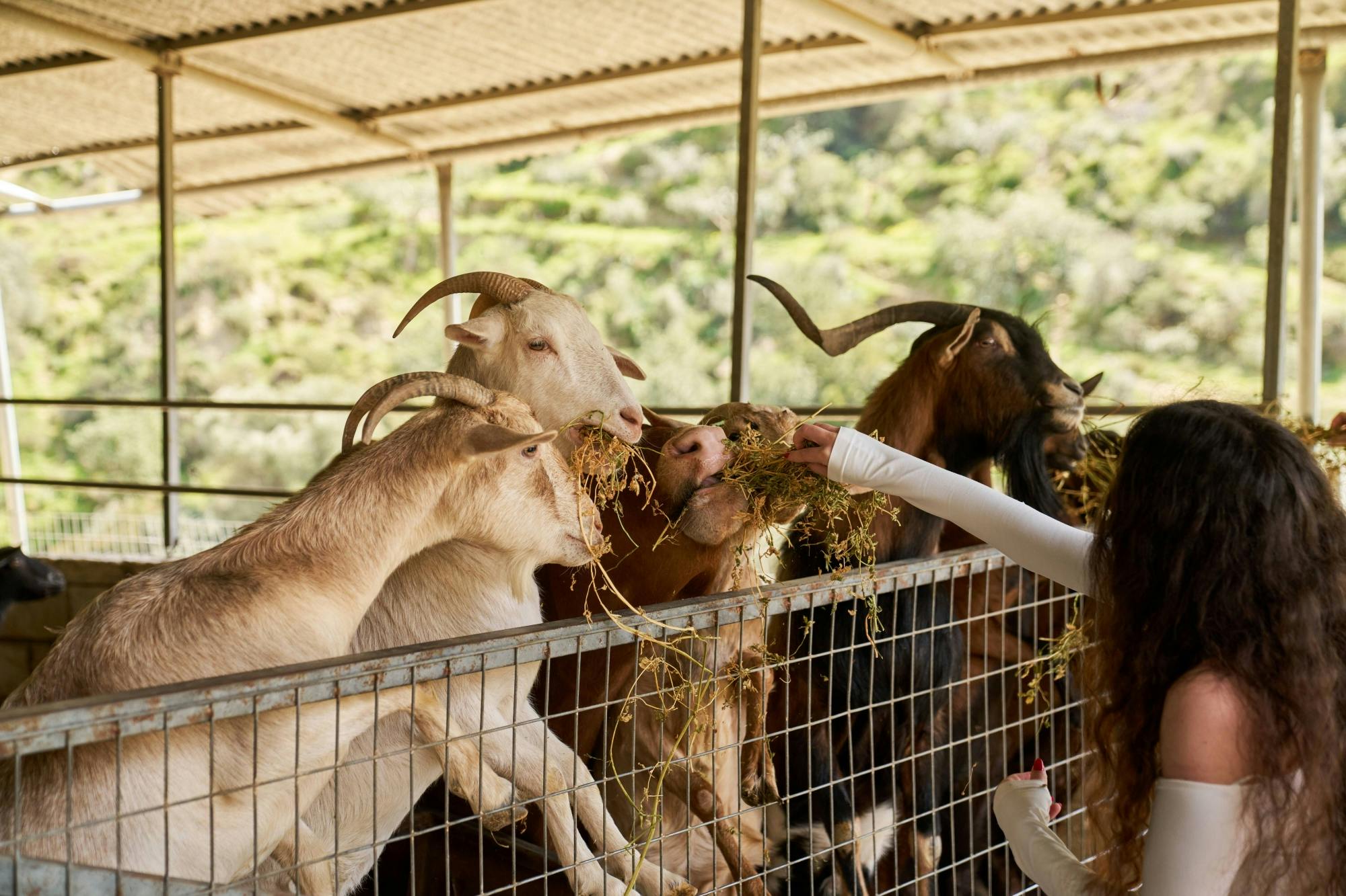 Nat Geo Day Tour: Discover Cretan Farm Life