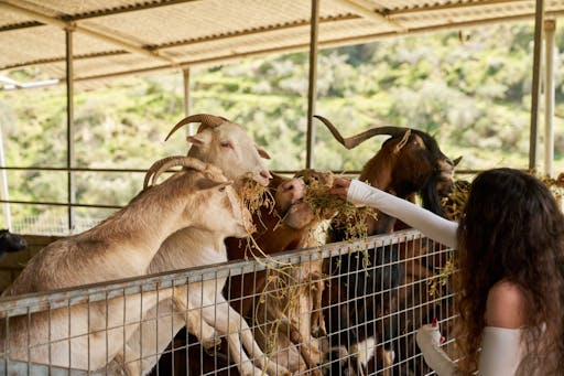 Nat Geo Day Tour: Discover Cretan Farm Life