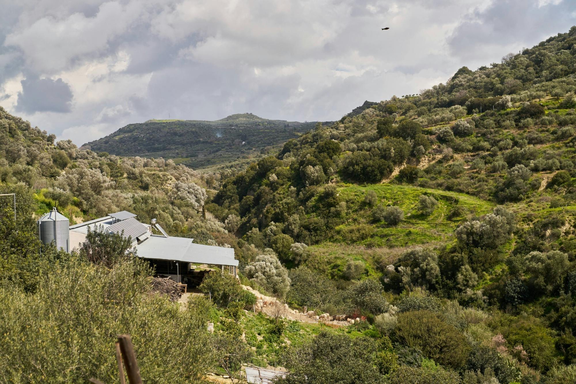 Nat Geo Day Tour: Discover Cretan Farm Life