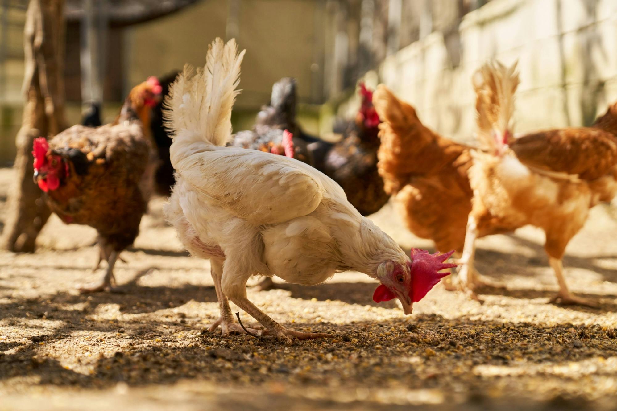 Nat Geo Day Tour: Discover Cretan Farm Life