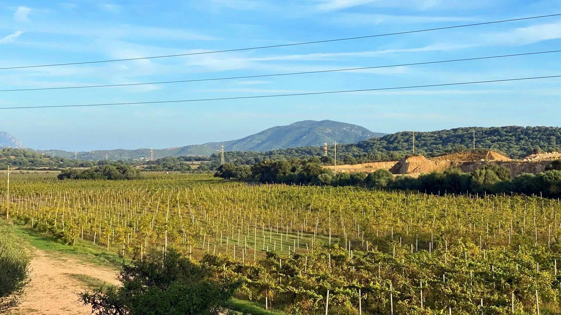 Olbia Wine Tour in Tuk-Tuk