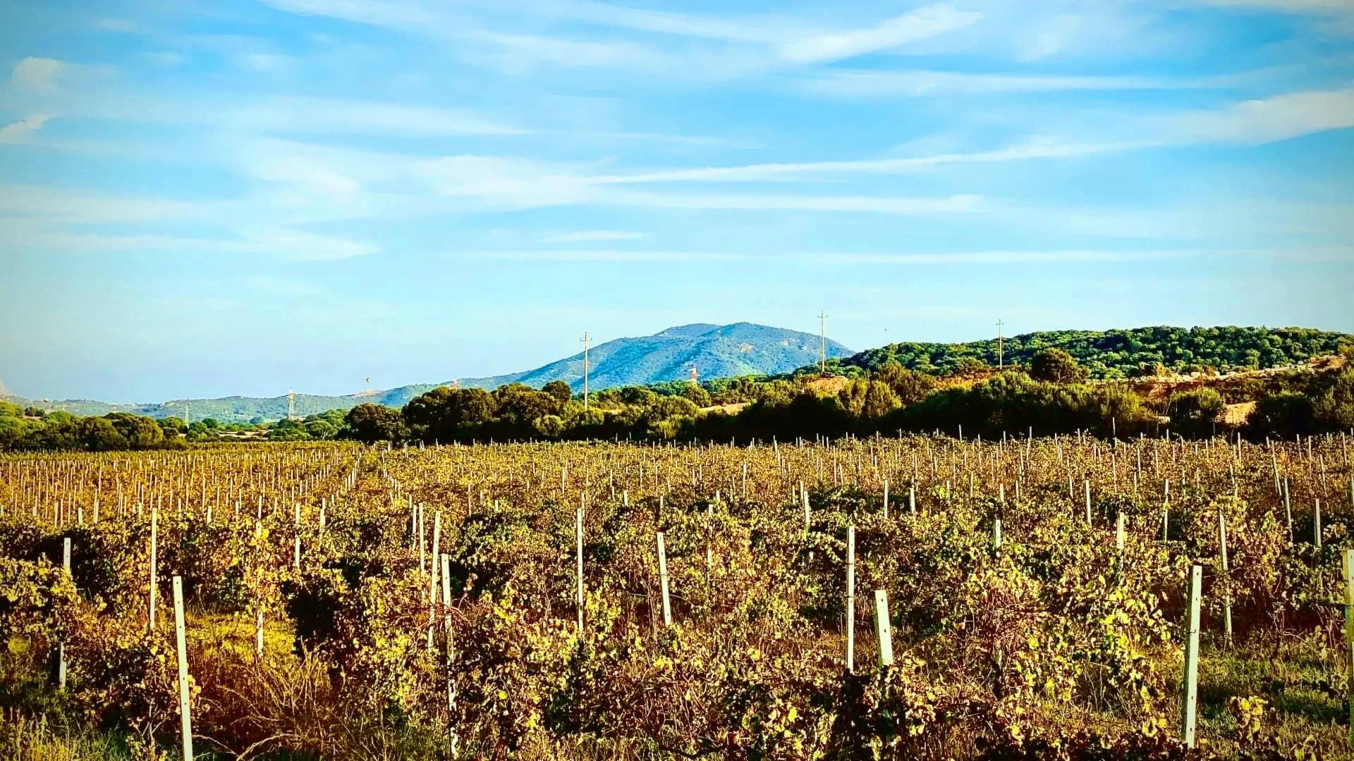 Olbia Wine Tour by Tuk-Tuk