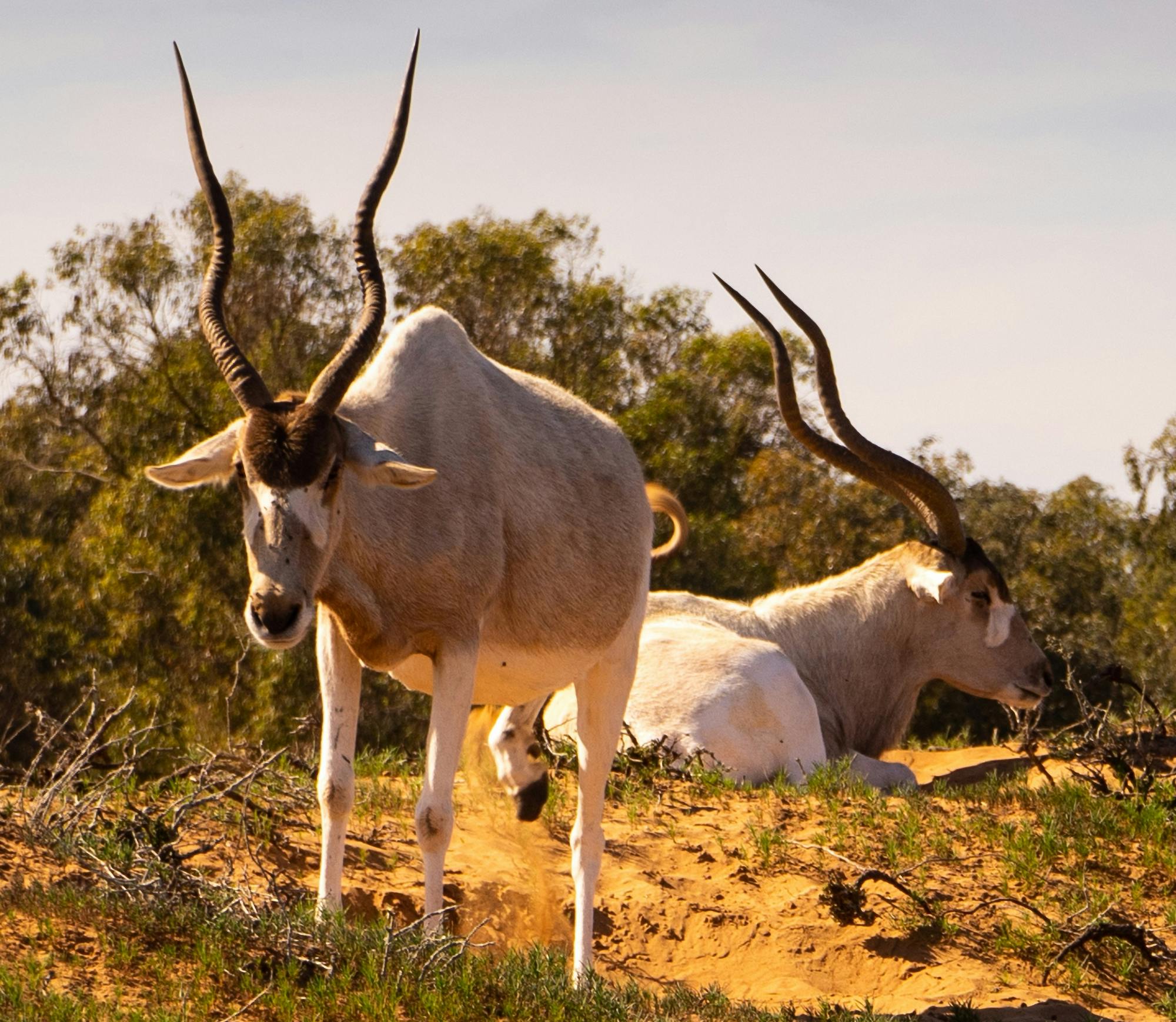 Visite guidée du parc national de Souss-Massa avec prise en charge à l'hôtel