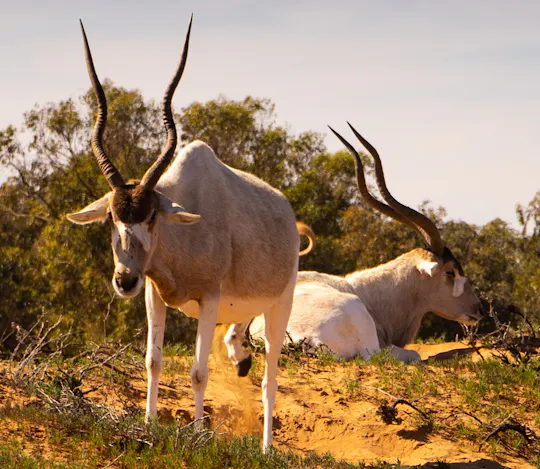 Geführte Tour durch den Souss-Massa-Nationalpark mit Hotelabholung