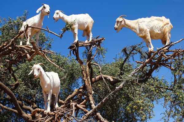 Viagem para avistar cabras trepadeiras em Agadir