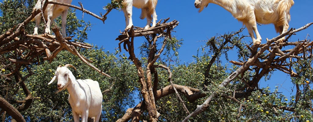 Viaggio per avvistare le capre che si arrampicano sugli alberi da Agadir