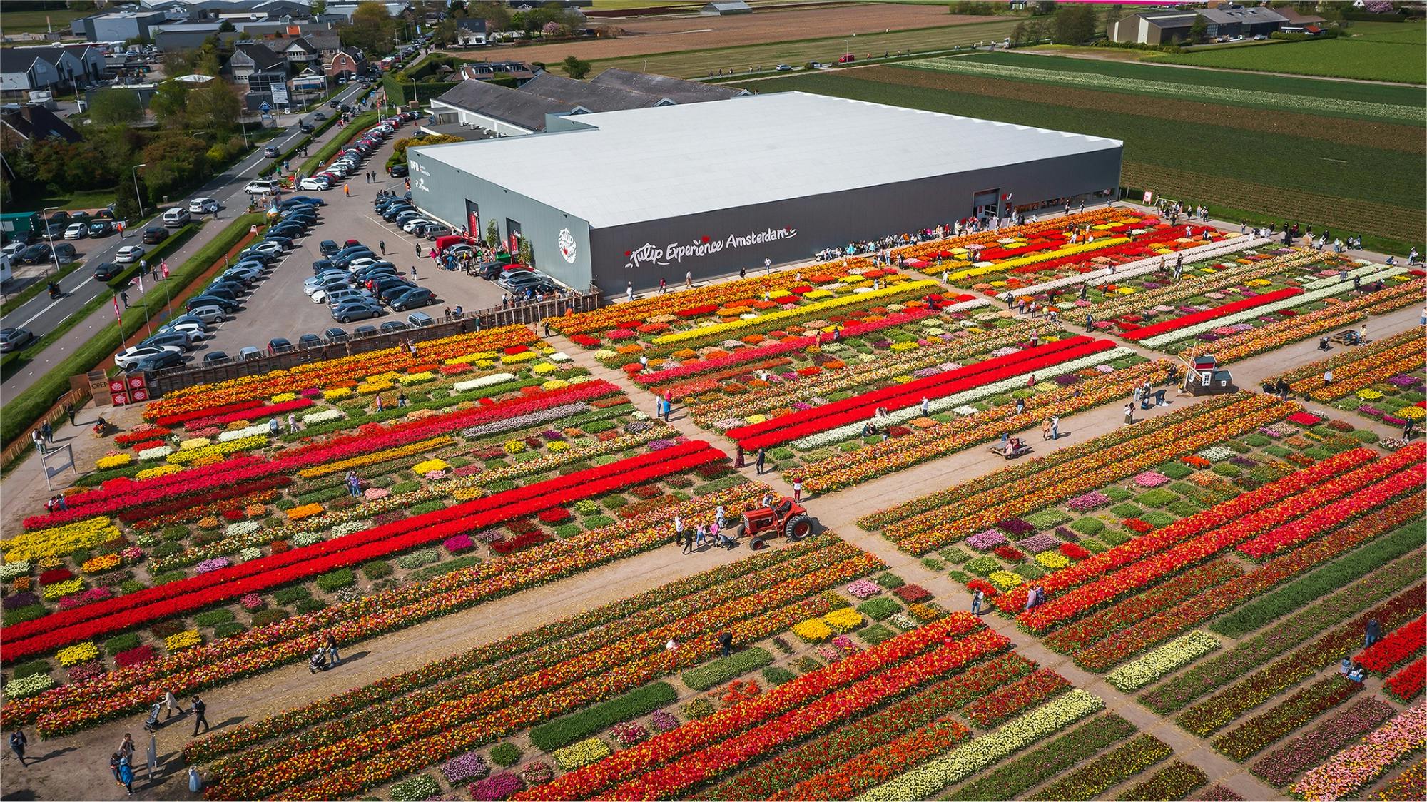 Experiencia de tulipanes en Ámsterdam con museo y jardín de tulipanes