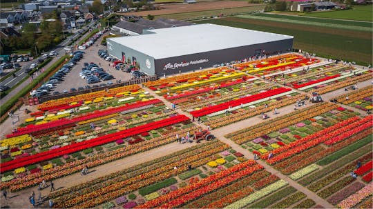 Experiencia de tulipanes en Ámsterdam con museo y jardín de tulipanes