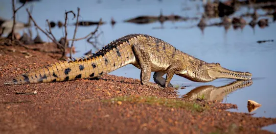 Excursion aventure avec les crocodiles sauteurs et la faune sauvage au départ de Darwin