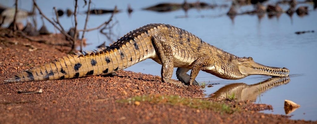 Excursão de aventura com crocodilos saltando e vida selvagem saindo de Darwin