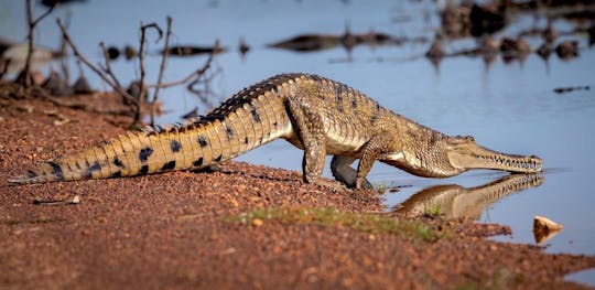 Excursão de aventura com crocodilos saltando e vida selvagem saindo de Darwin