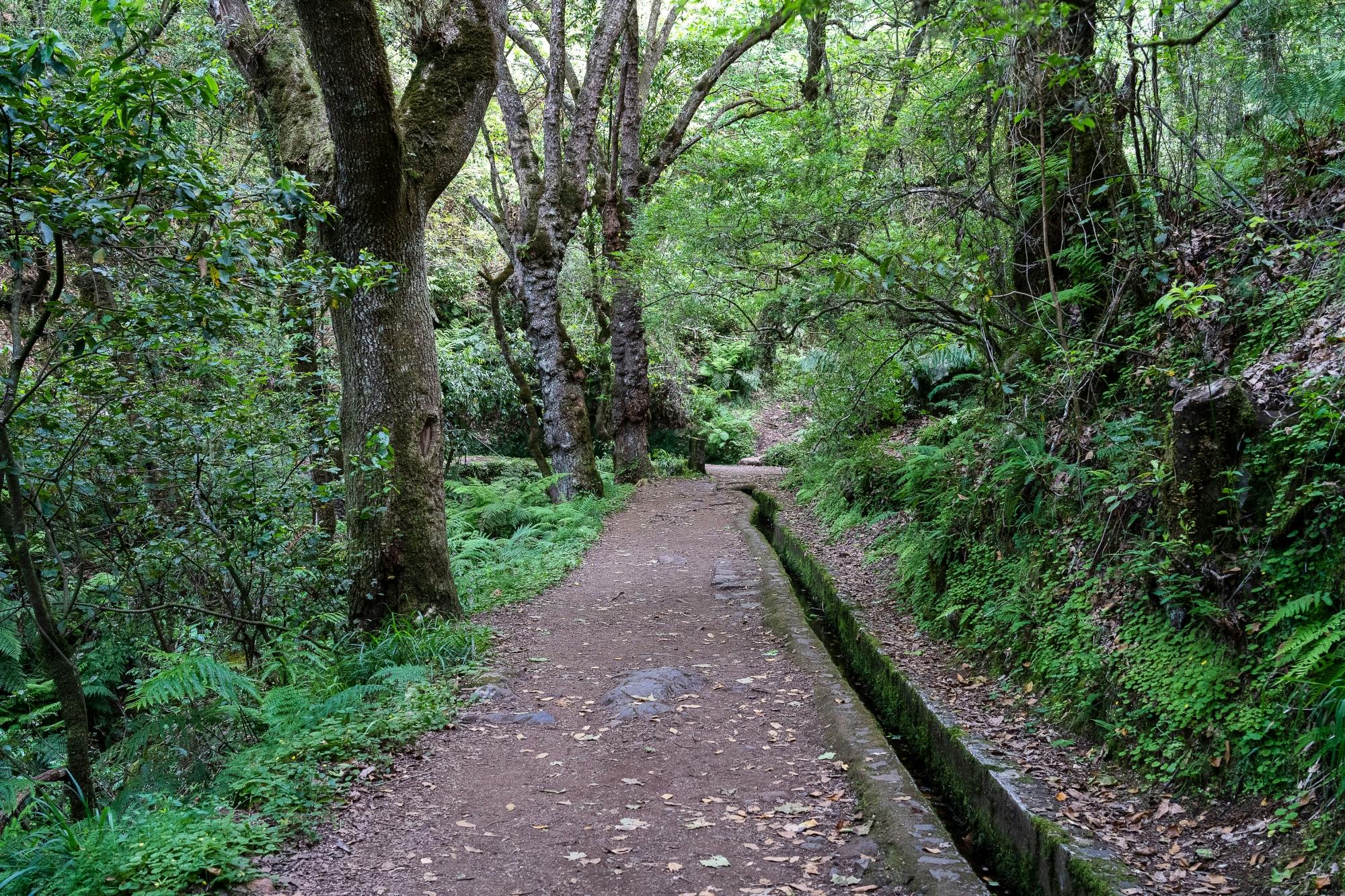 Deluxe Eastern Madeira Tour with Local Lunch and Levada Walk