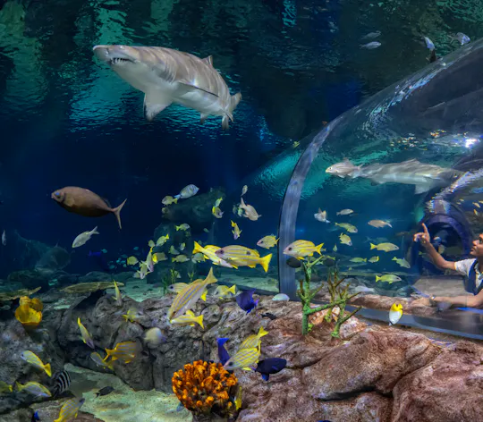 Bilhete de entrada para o Oceanário da Maurícia com transporte