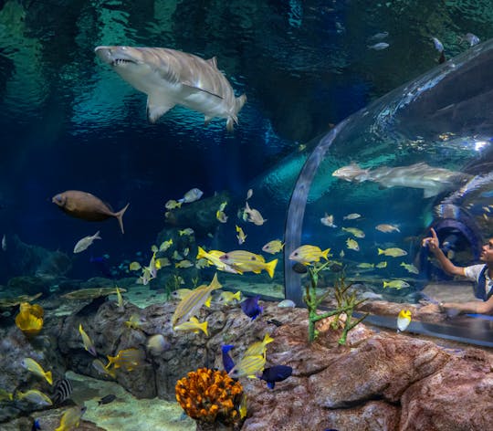 Biglietto d'ingresso all'Oceanario di Mauritius con trasferimento