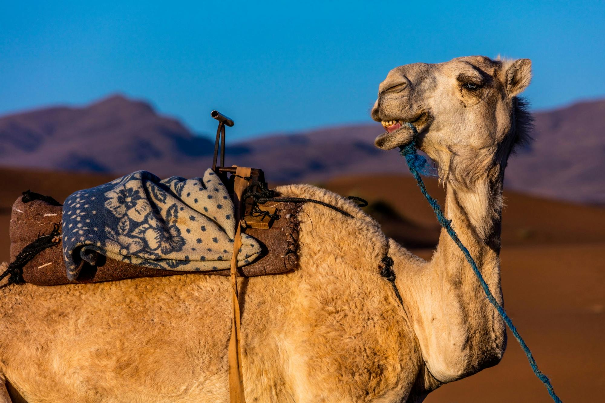 Safari à dos de chameau à Marrakech