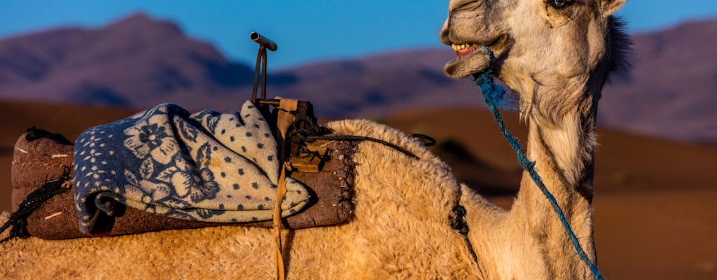 Safari à dos de chameau à Marrakech
