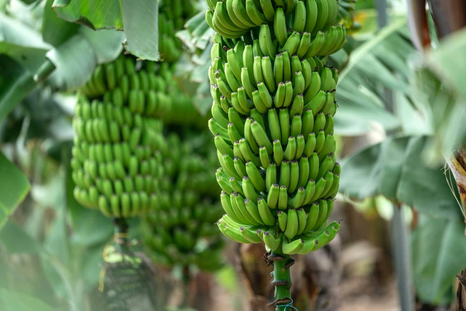 Northern Gran Canaria Tour with Botanical Garden Visit