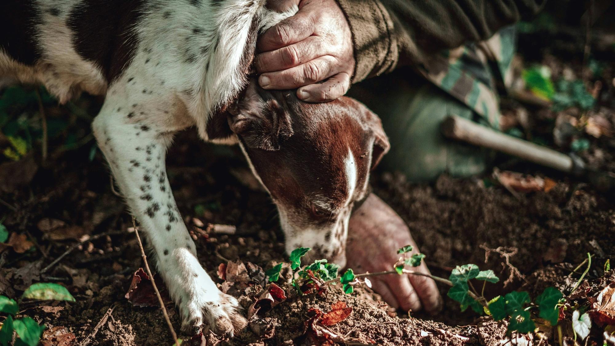 Truffle Hunting Experience