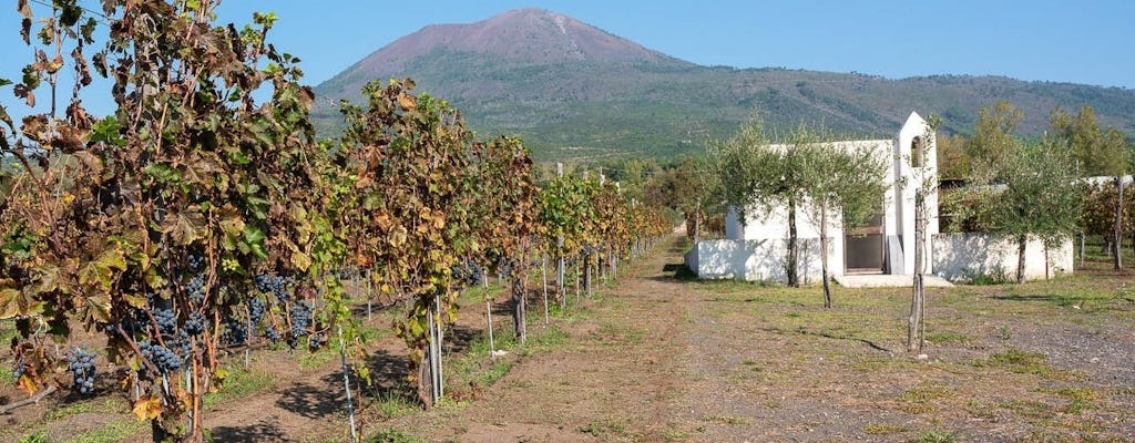 Mount Vesuvius Crater Tour with Lunch at a Vineyard from Sorrento