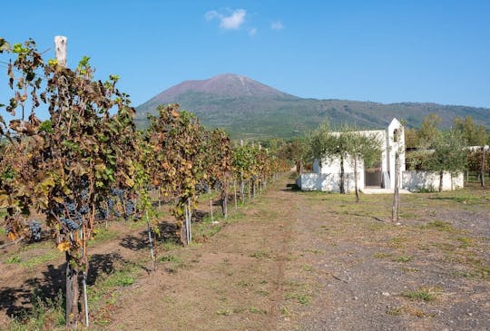 Tour del cratere del Vesuvio con pranzo in un vigneto da Sorrento