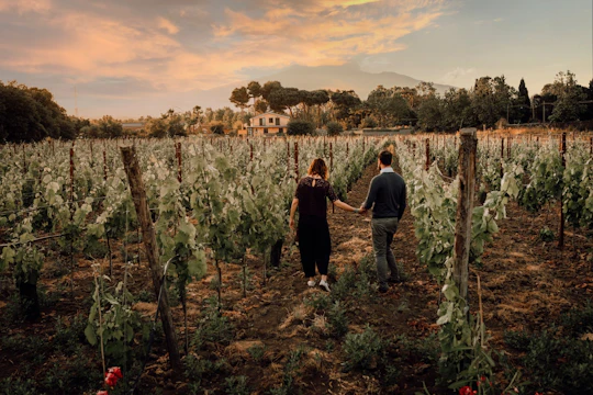 Sunset vineyard walk and gourmet wine pairing dinner in Sicily