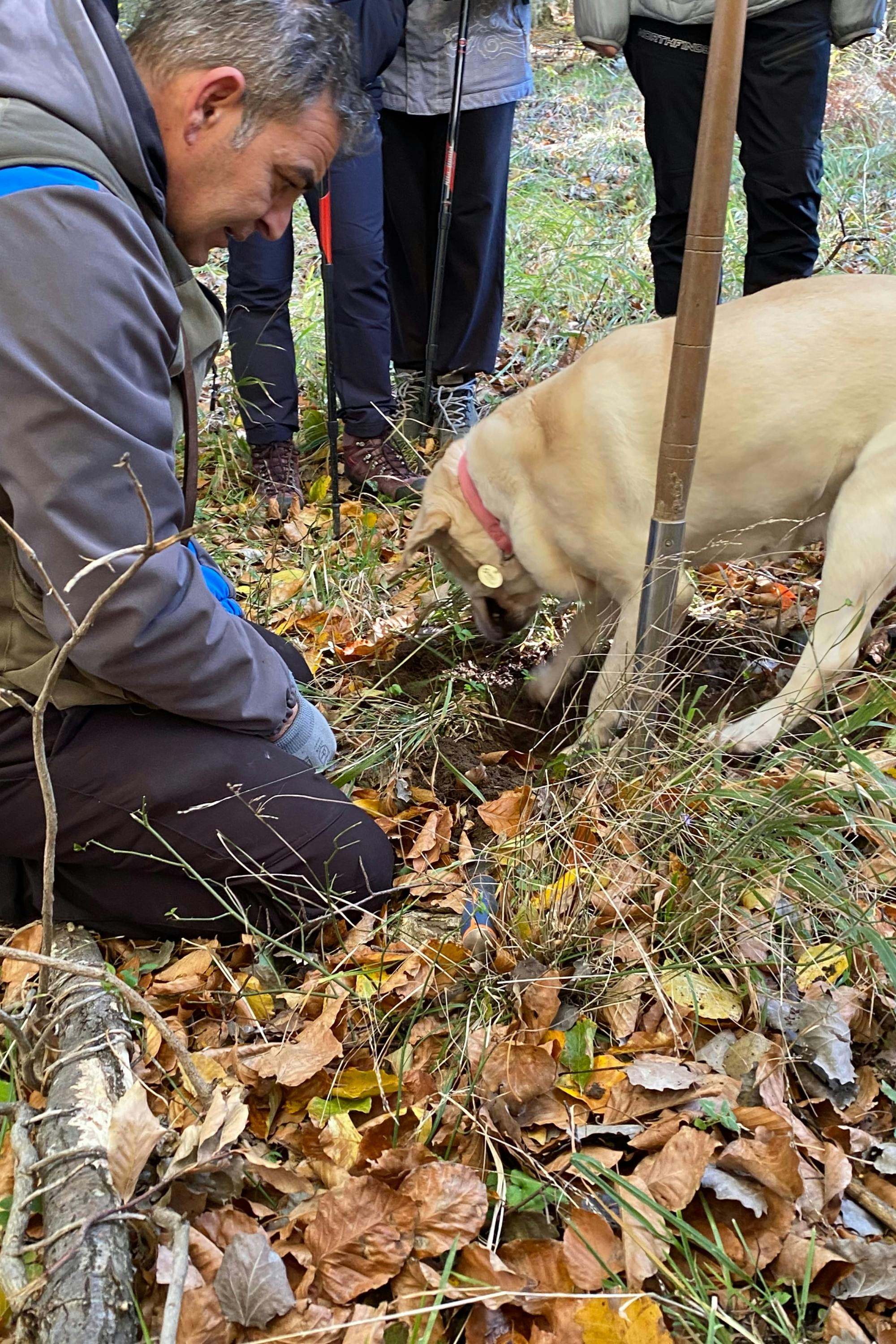 Truffle Hunting Experience