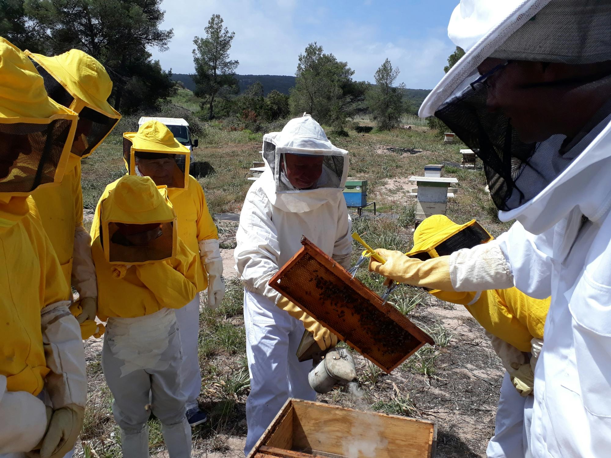Tour al colmenar con degustación de miel en Menorca