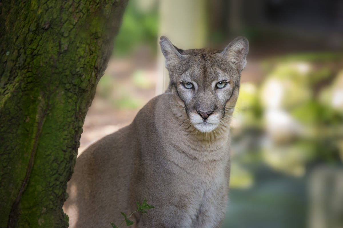 Dierentuin Tampa in Lowry Park