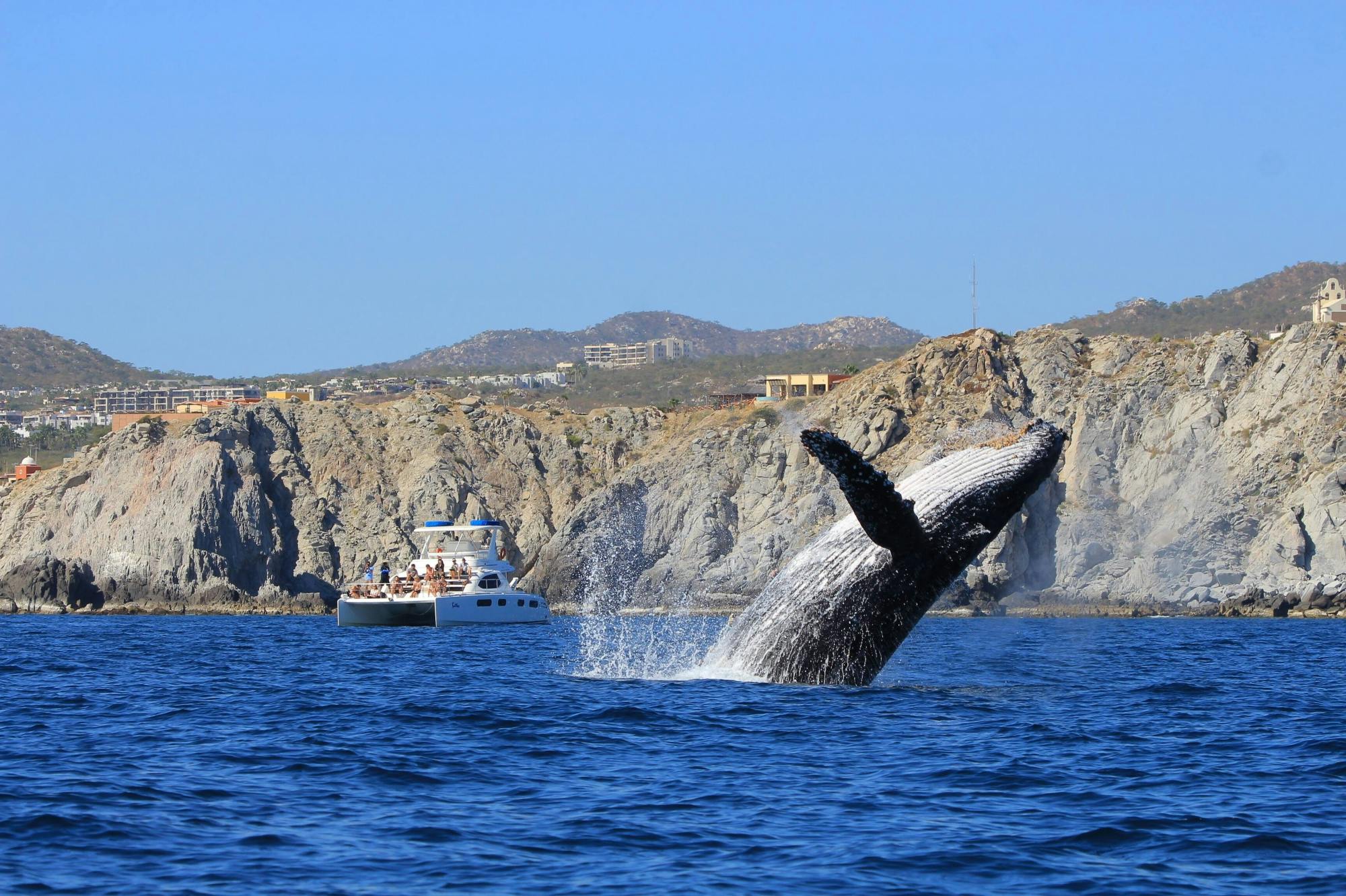 Observação de baleias em catamarã de luxo