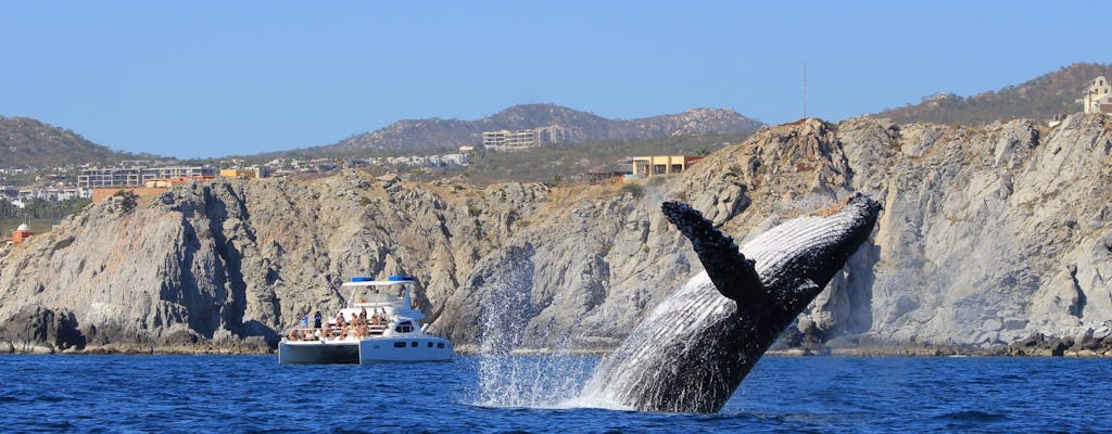 Luxury catamaran whale-watching tour