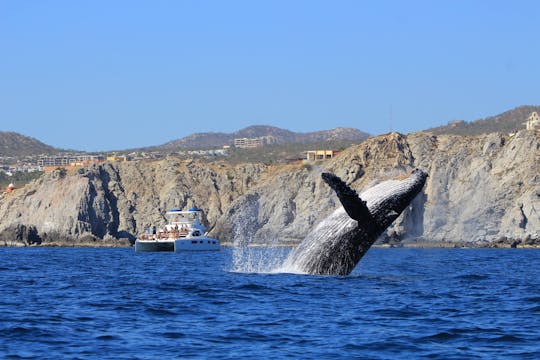 Catamarano di lusso per l'osservazione delle balene