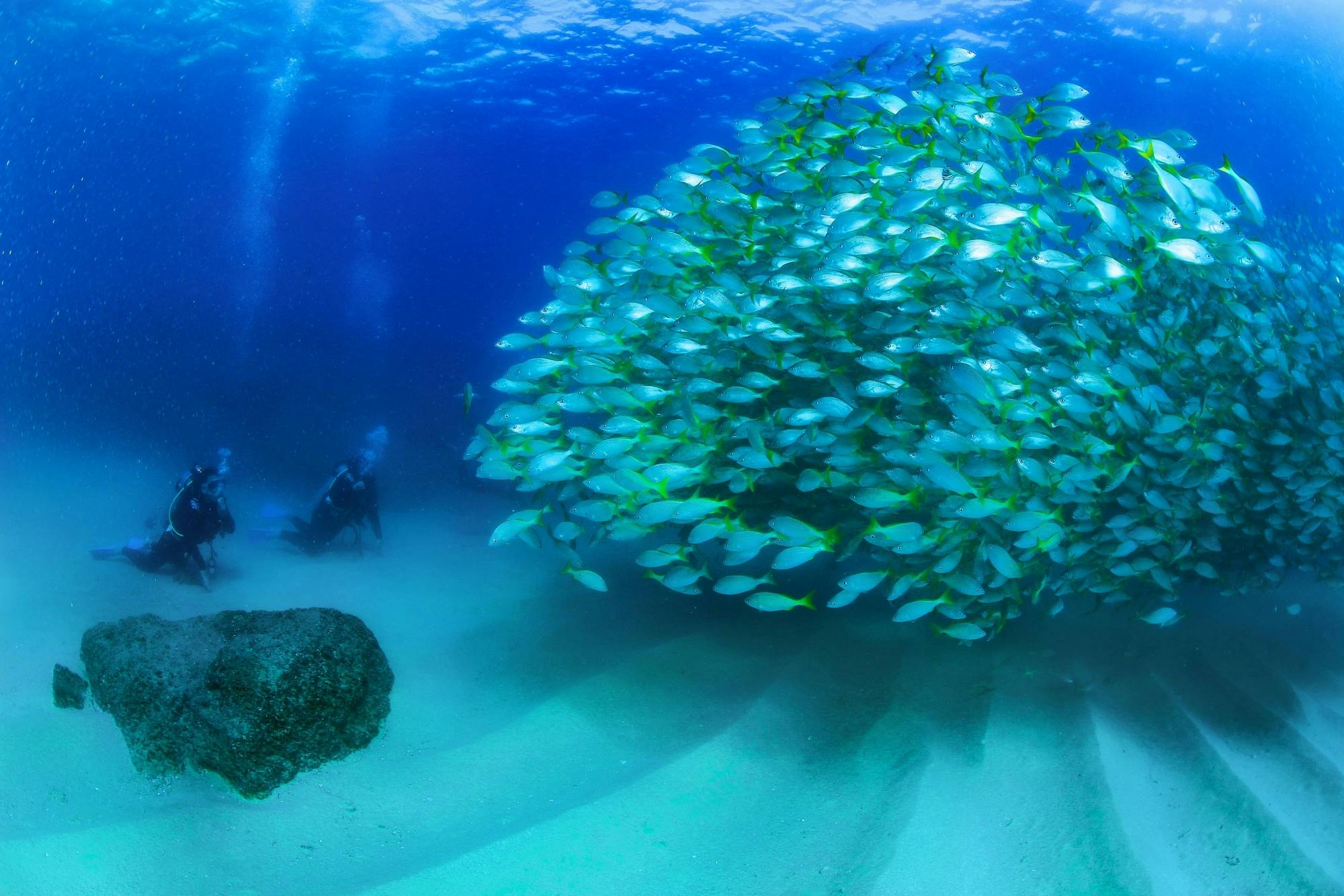 Los Cabos Two Tank Scuba Diving