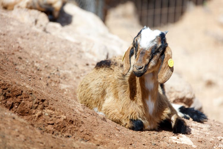 Fuerteventura Island Tour with Goat Farm Visit