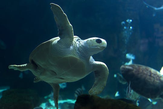 Bilety bez kolejki do Acuario de Gijón