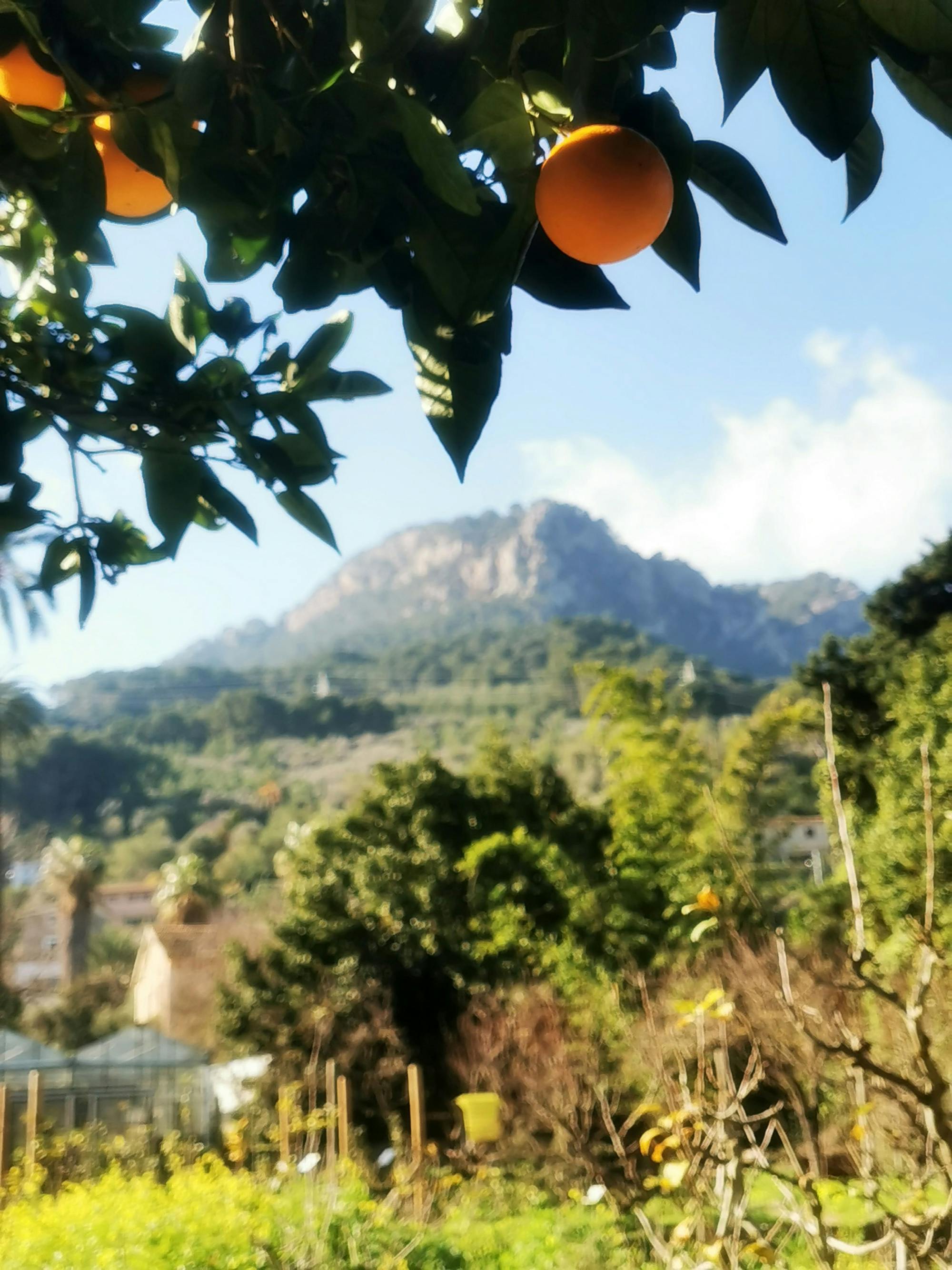 Nat Geo Day Tour: The Valley of the Oranges