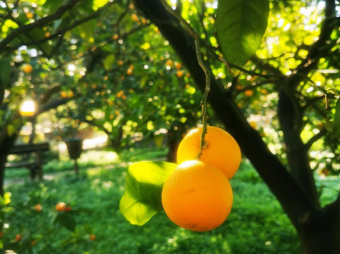 Nat Geo Day Tour: The Valley of the Oranges