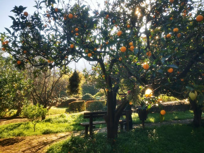 Nat Geo Day Tour: The Valley of the Oranges