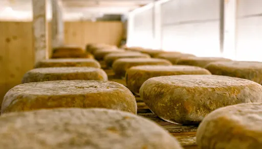 Subaida Cheese Farm Ticket