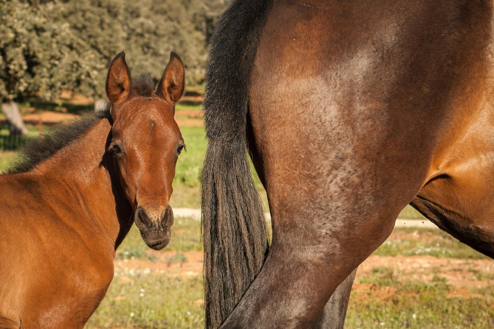 Full Day Tour to Ronda with Reservatauro Ranch Visit