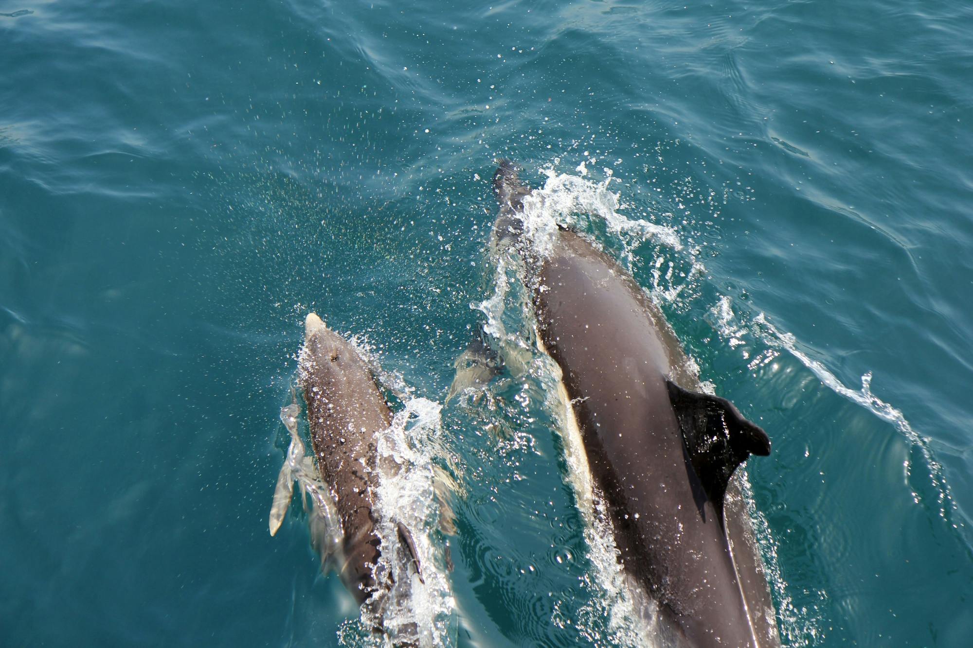 Dolphin-watching, bus tour and botanical gardens in Gibraltar