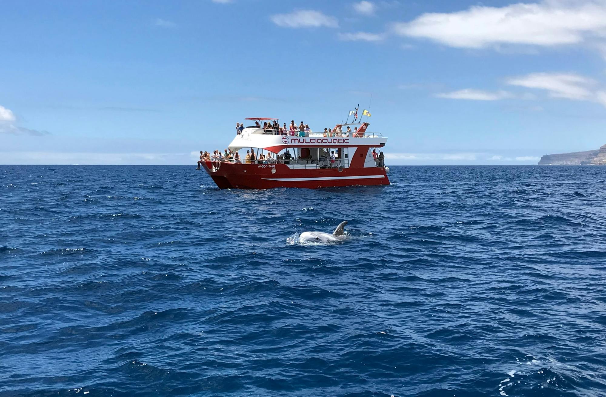 Dolphin Safari Cruises Gran Canaria