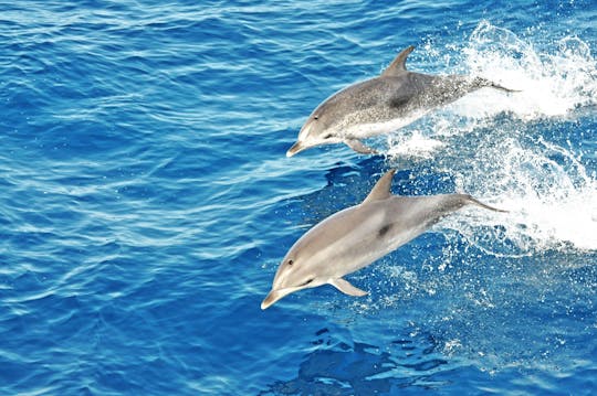 Crucero de avistamiento de delfines en Jandía en Fuerteventura