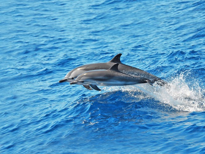 Jandia Two-Hour Dolphin-Watching Cruise