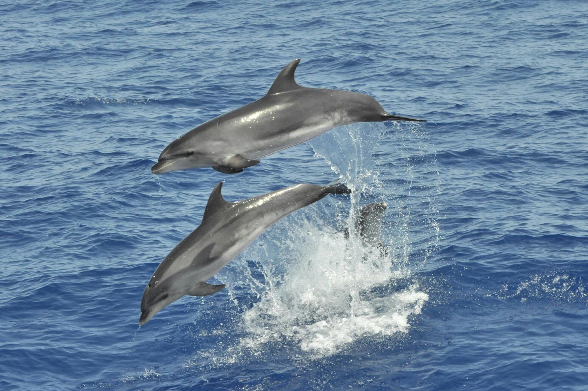 Aphrodite Gulet Sailboat Cruise in Fuerteventura